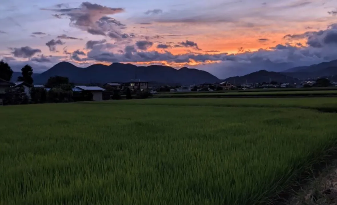 Arrozales al atardecer con montañas de fondo